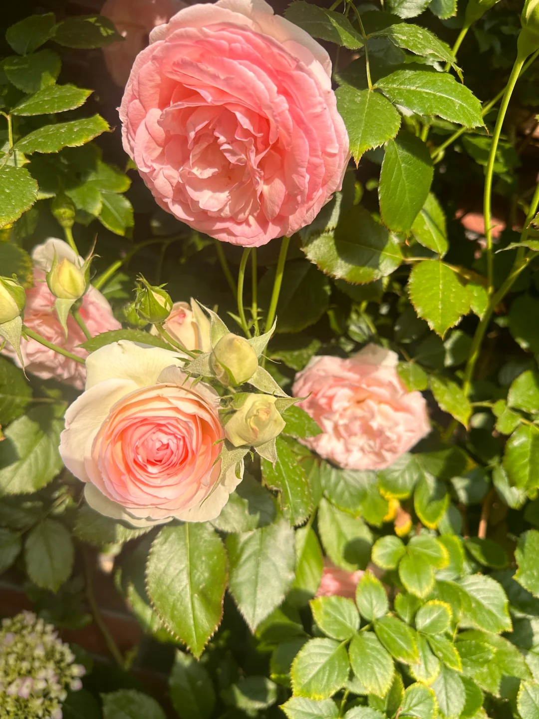 花开季节，娇艳欲滴，活力四射！