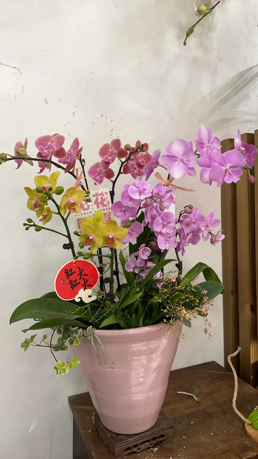 重庆蝴蝶兰批发、主城区可送货上门