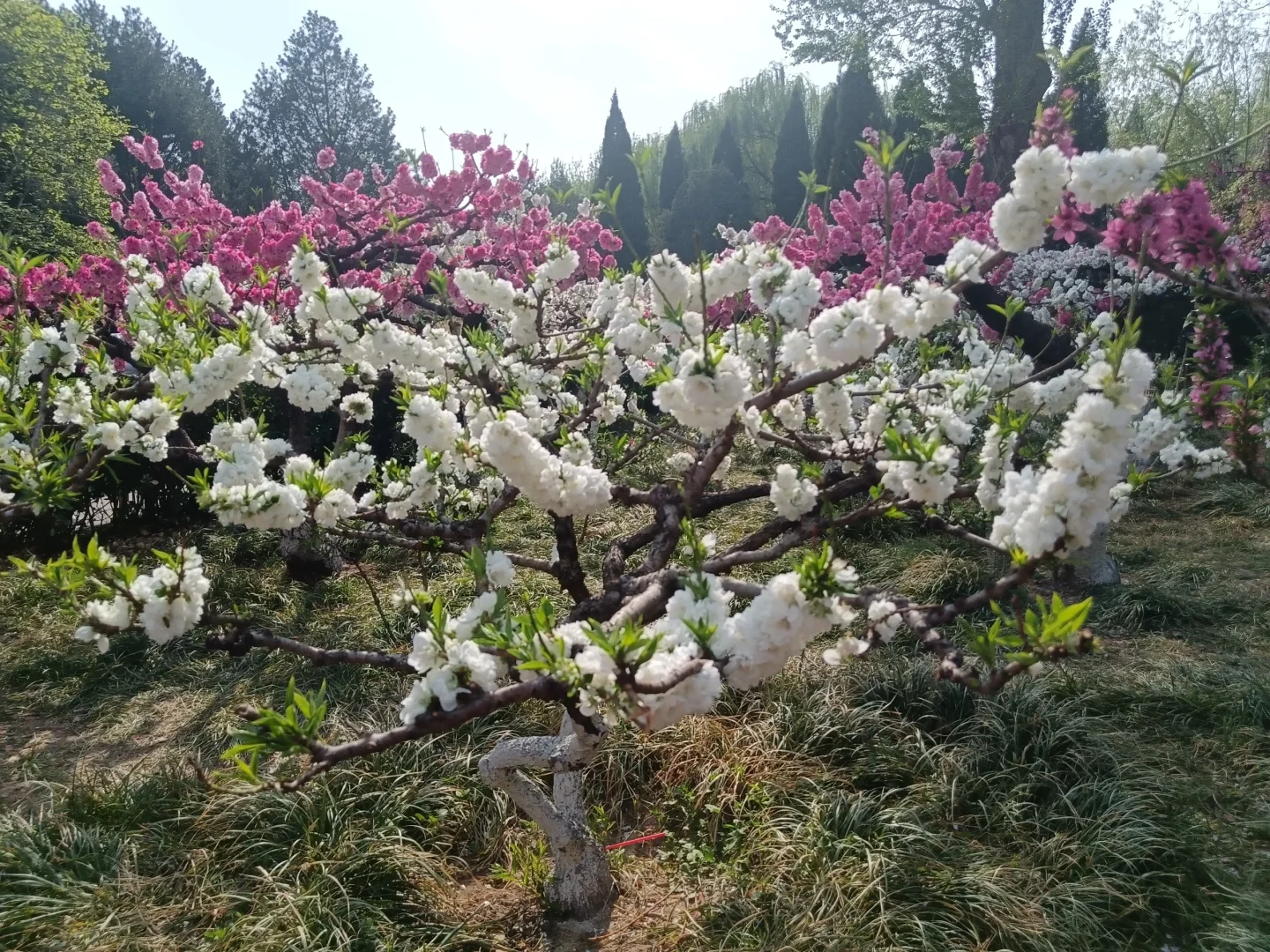 碧桃开满枝📍华灼特风姿