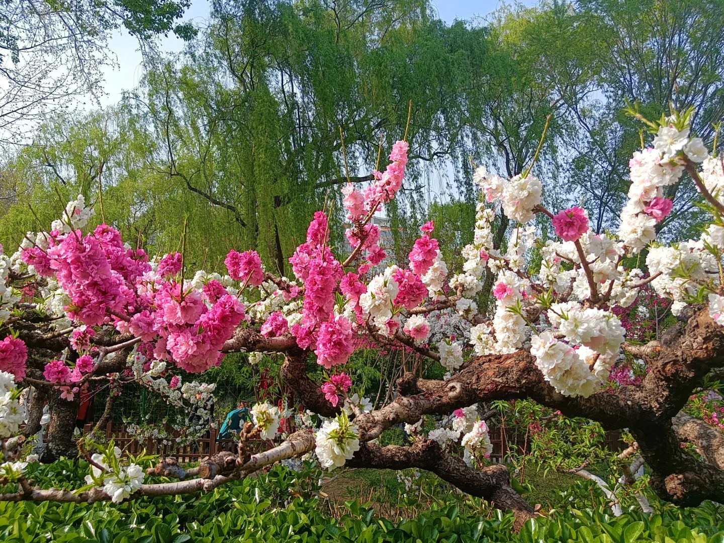 碧桃开满枝📍华灼特风姿
