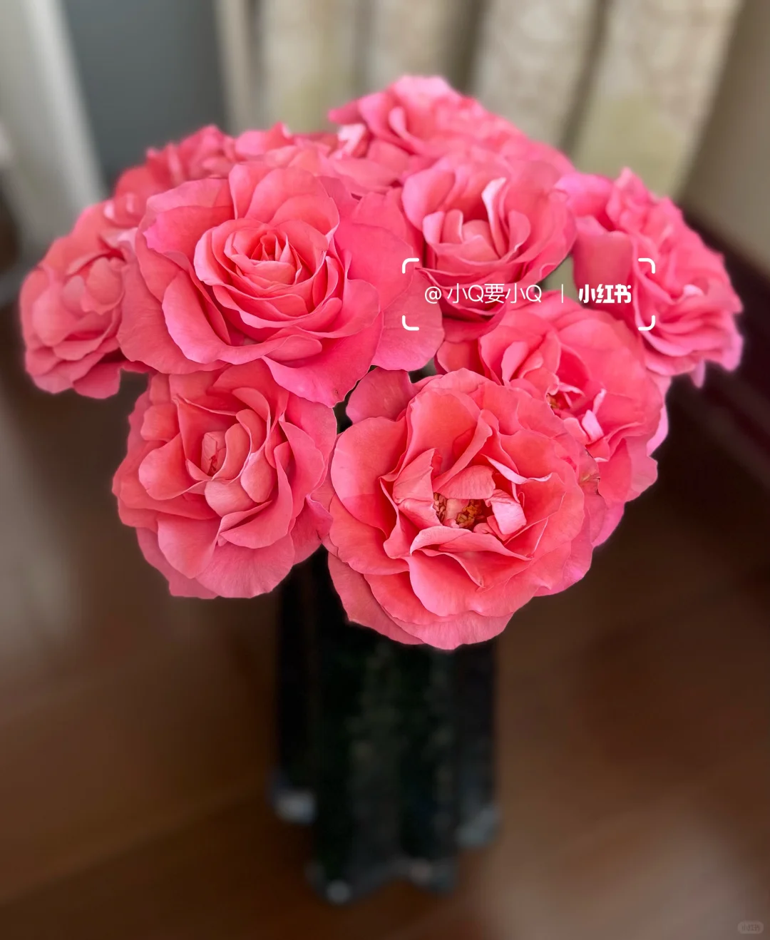 缤纷育种｜单头｜娇艳