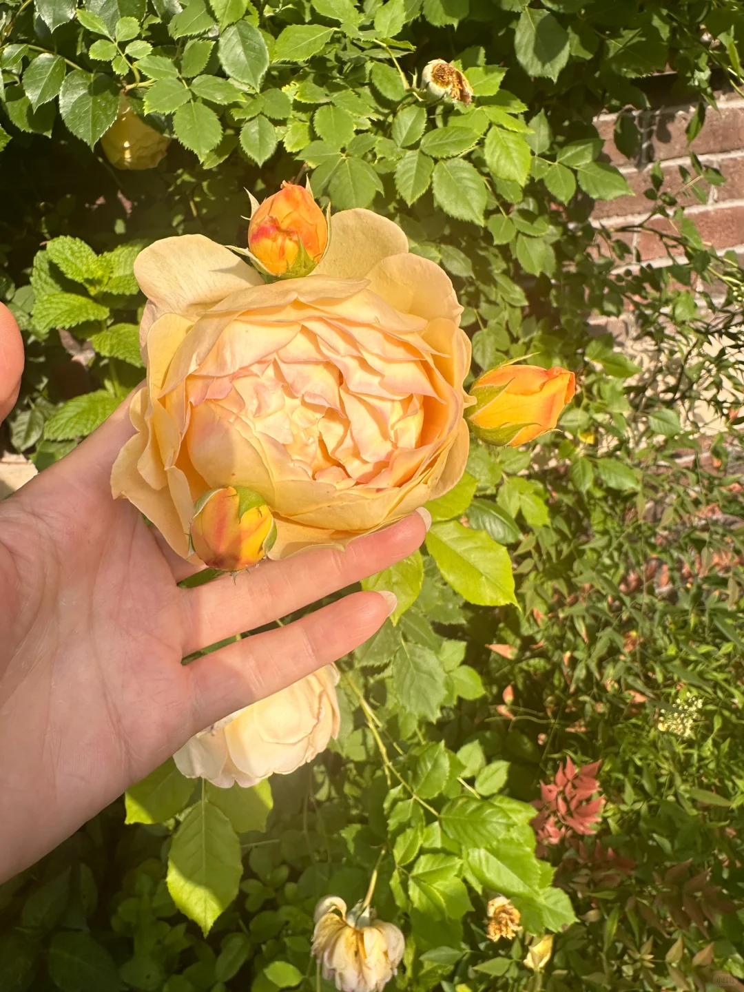 花开季节，娇艳欲滴，活力四射！