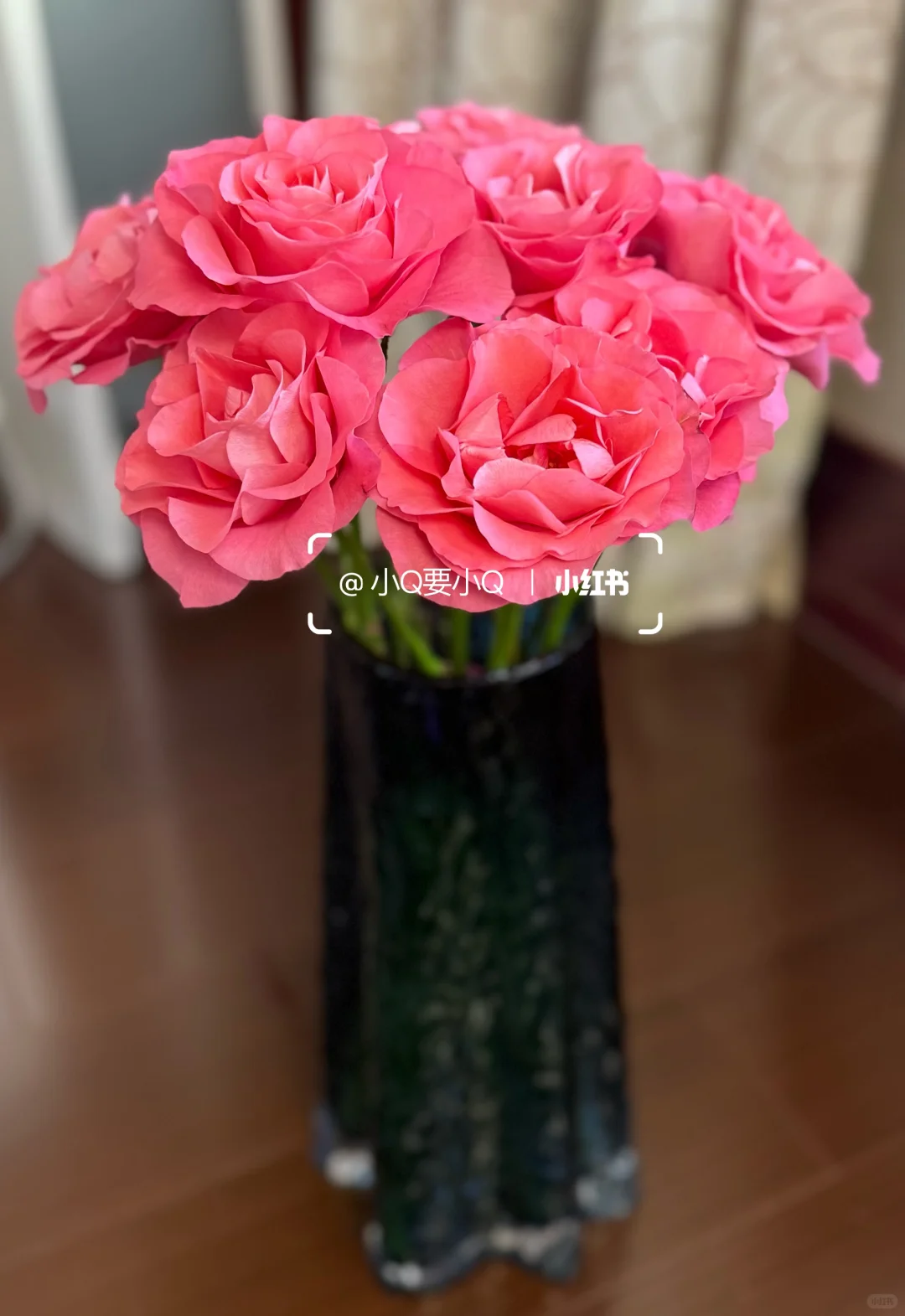 缤纷育种｜单头｜娇艳