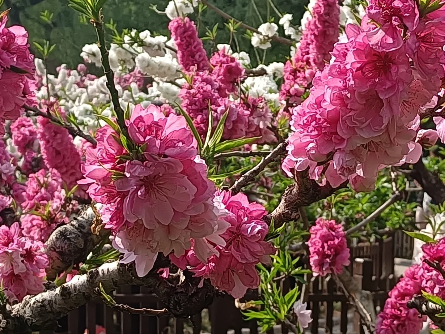 碧桃开满枝📍华灼特风姿