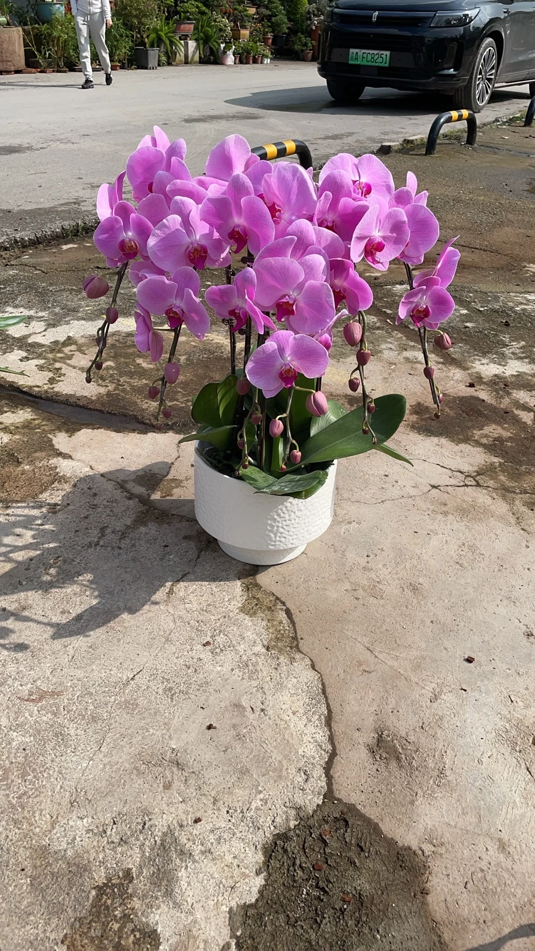 重庆蝴蝶兰批发、主城区可送货上门