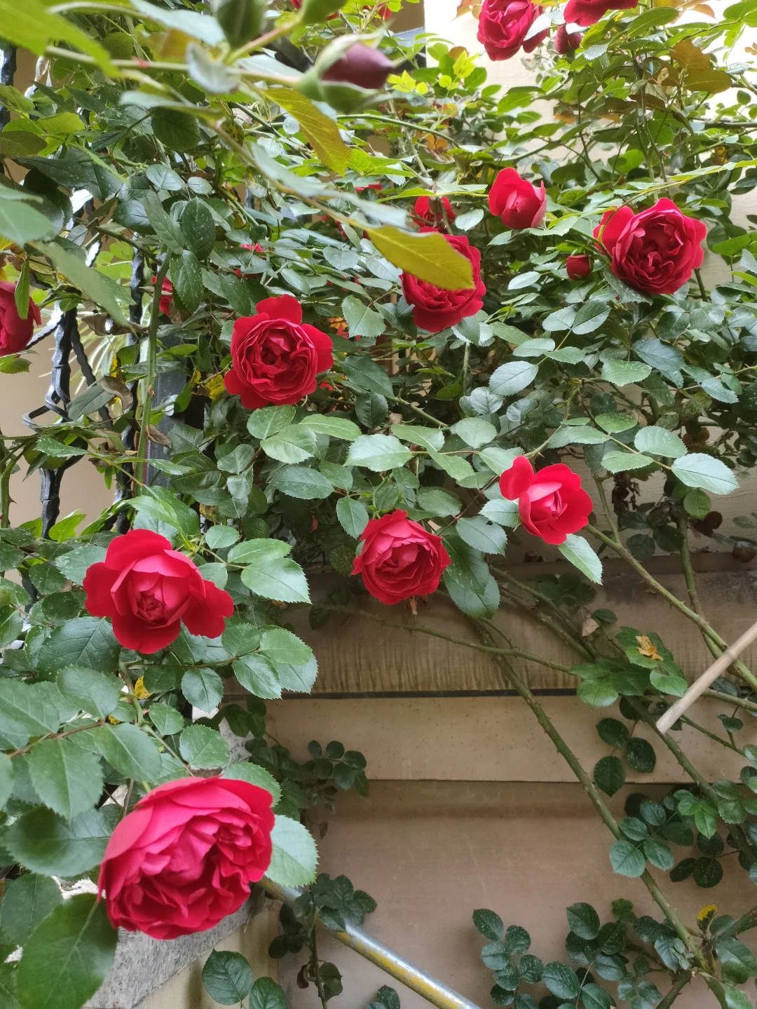 噢，我的月季皇后