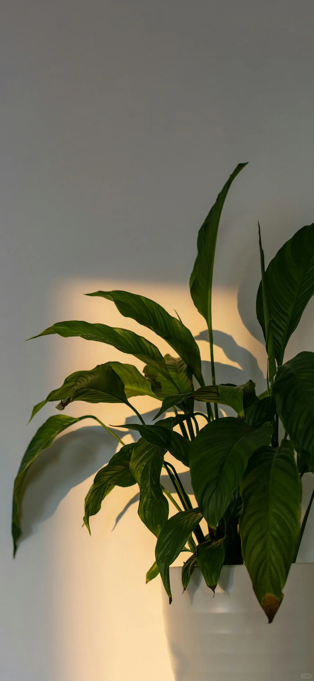 壁纸｜ins高清氛围壁纸🍋