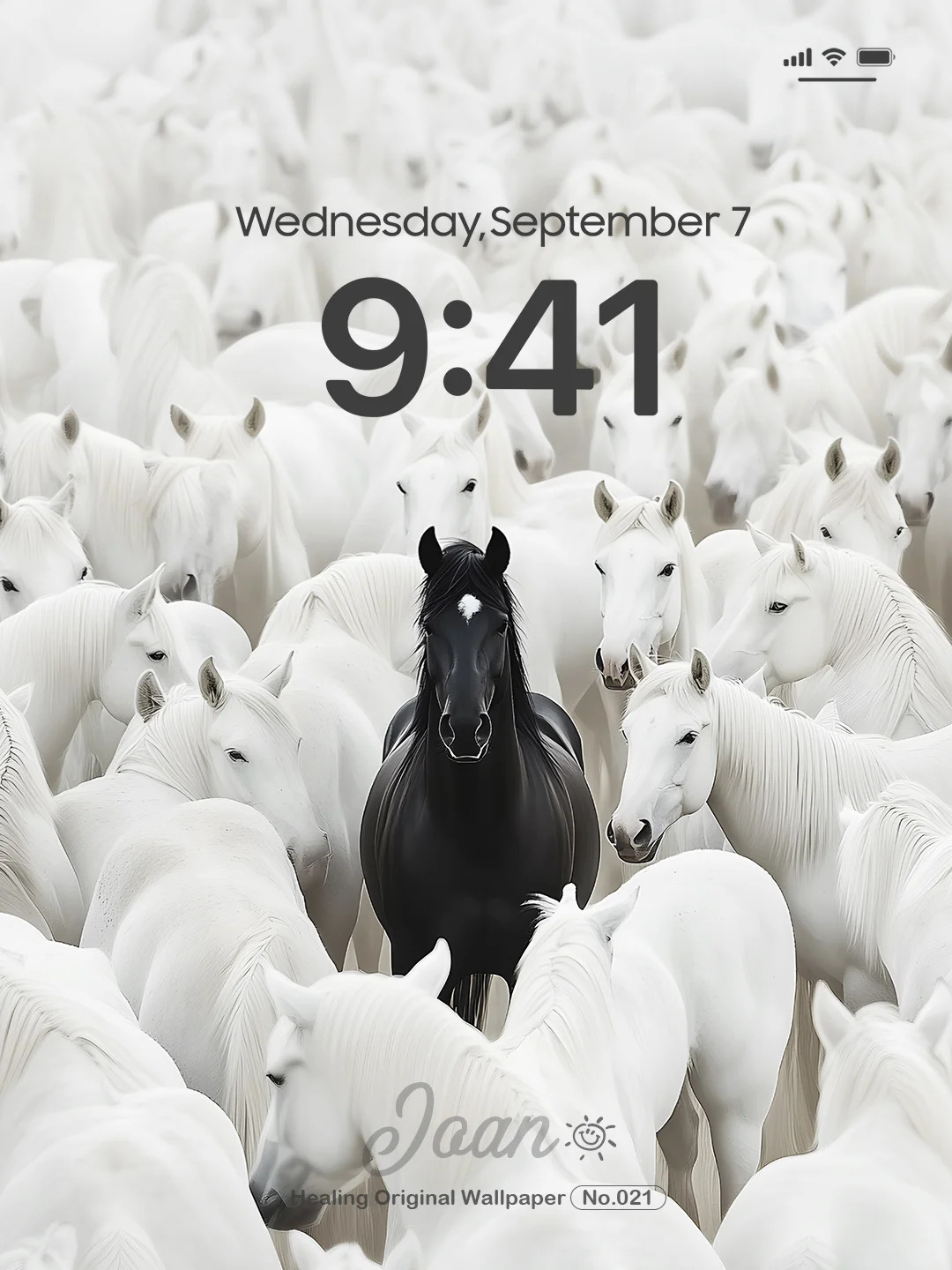 Joan壁纸 | 白马群中，黑马独行