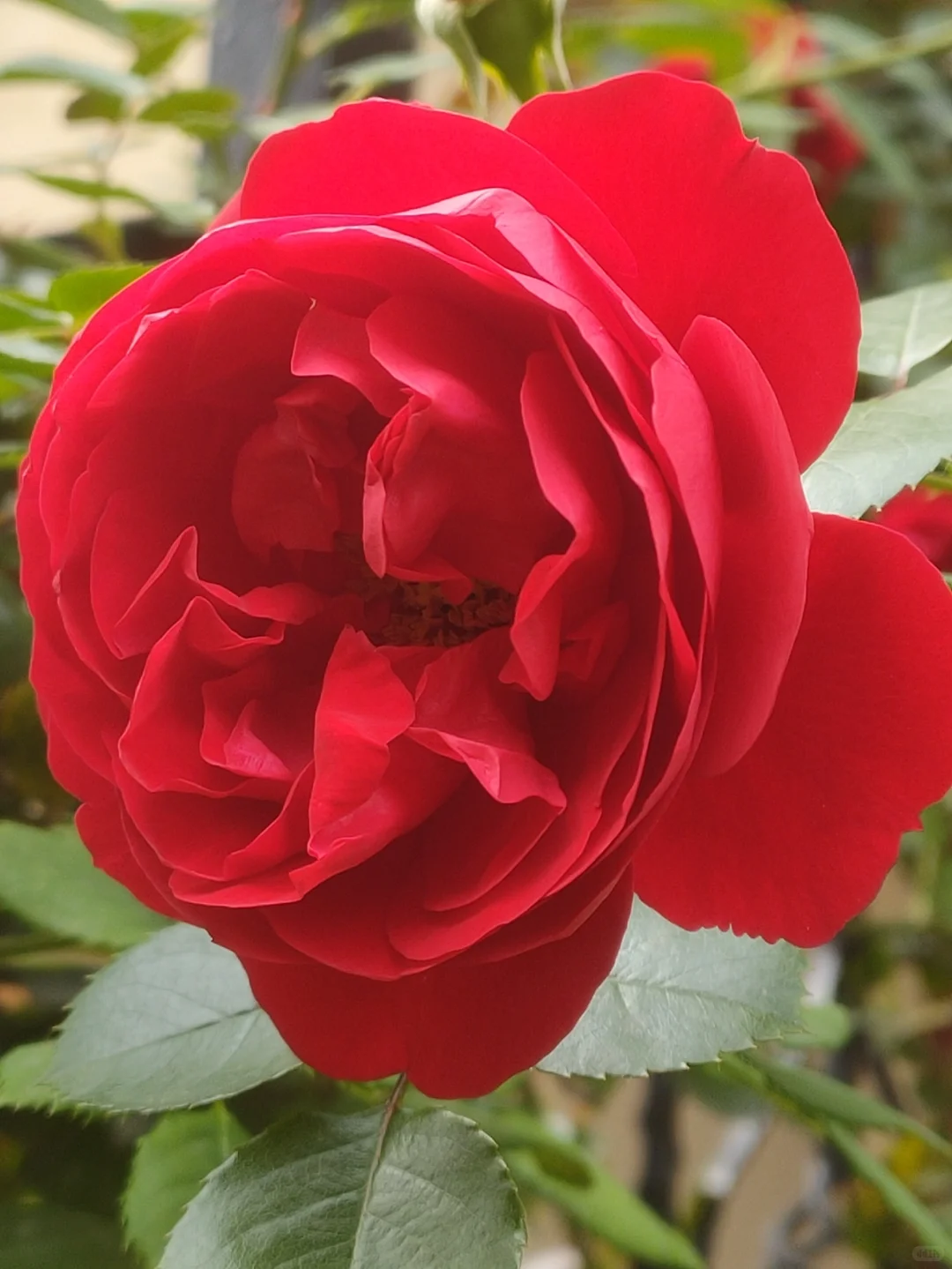 噢，我的月季皇后