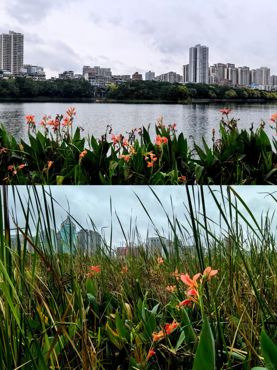 娇艳欲滴的美人蕉☔️