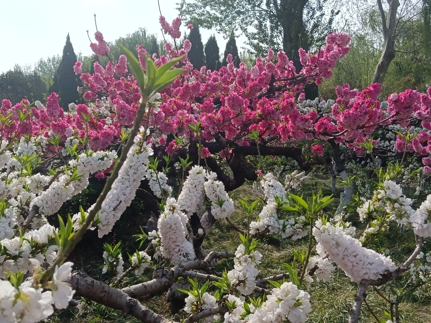 碧桃开满枝📍华灼特风姿