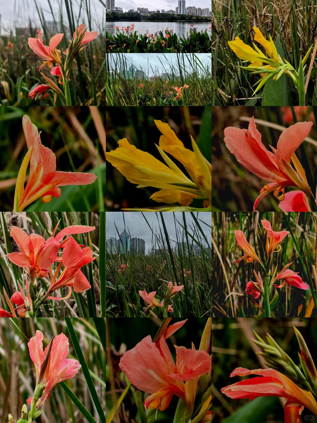 娇艳欲滴的美人蕉☔️