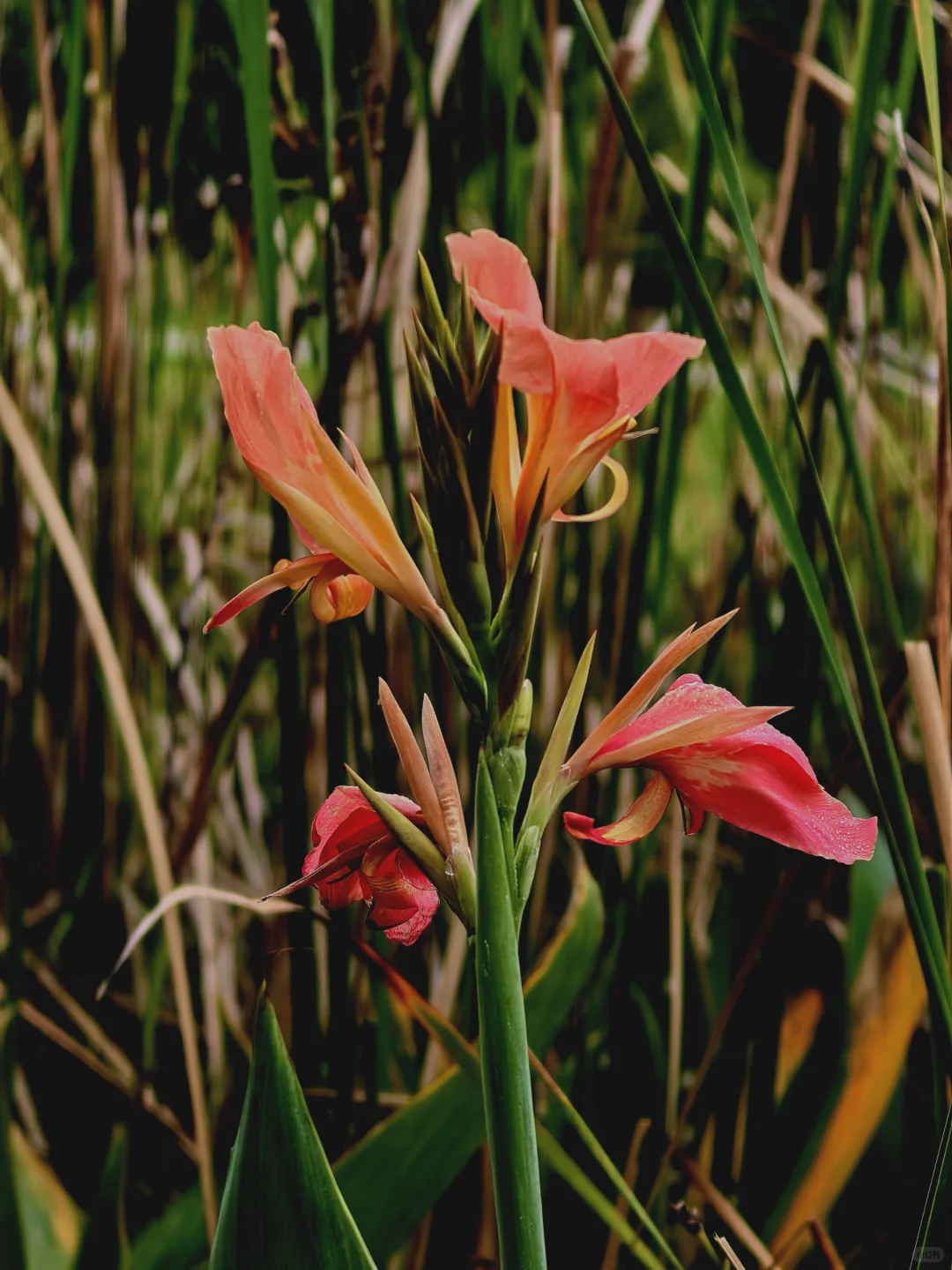 娇艳欲滴的美人蕉☔️