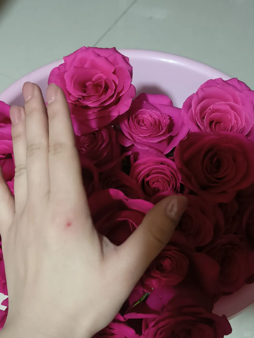 会受伤但难抵娇艳欲滴