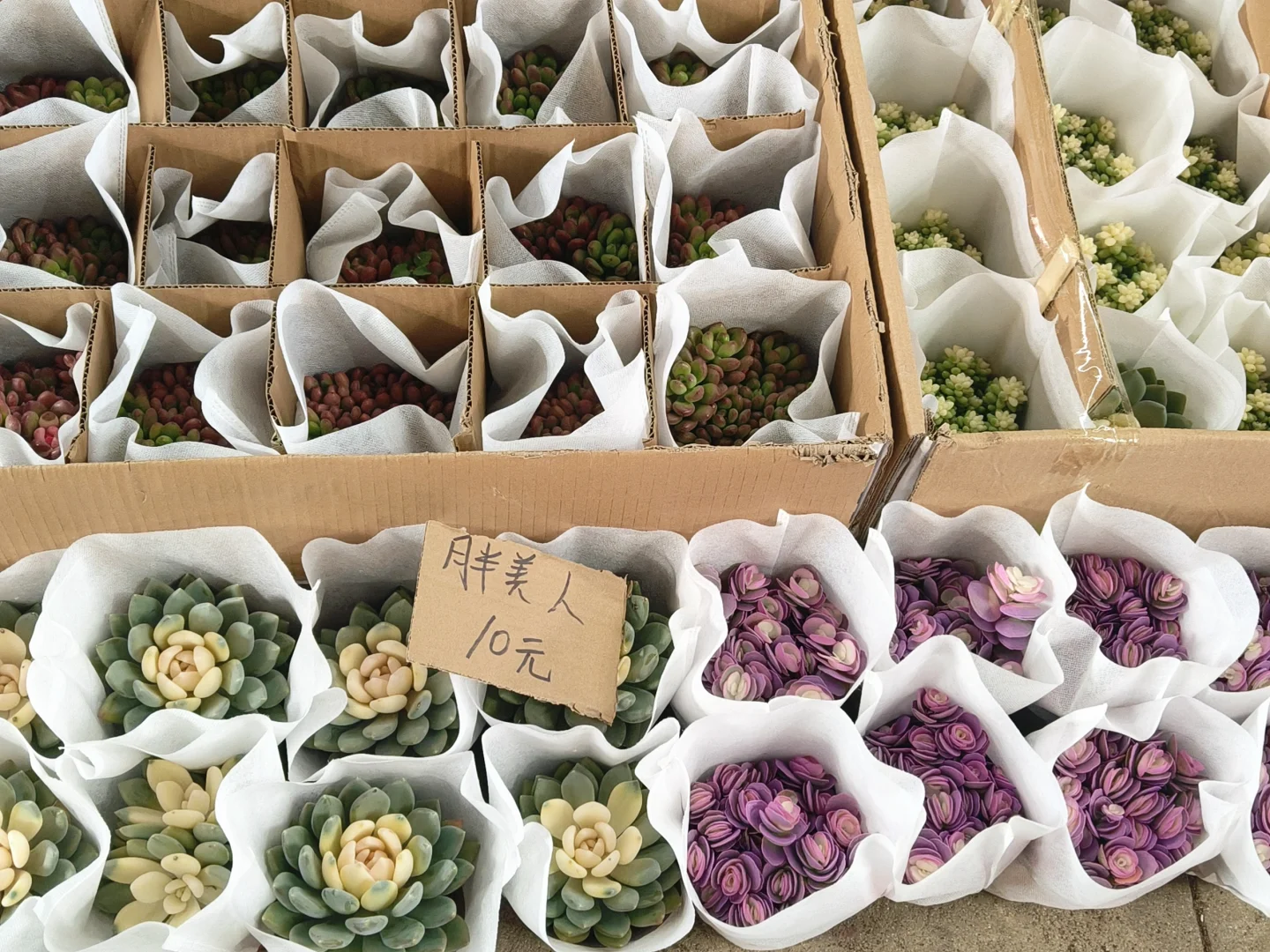 🌸 岭南花卉市场，买花好去处！🌺