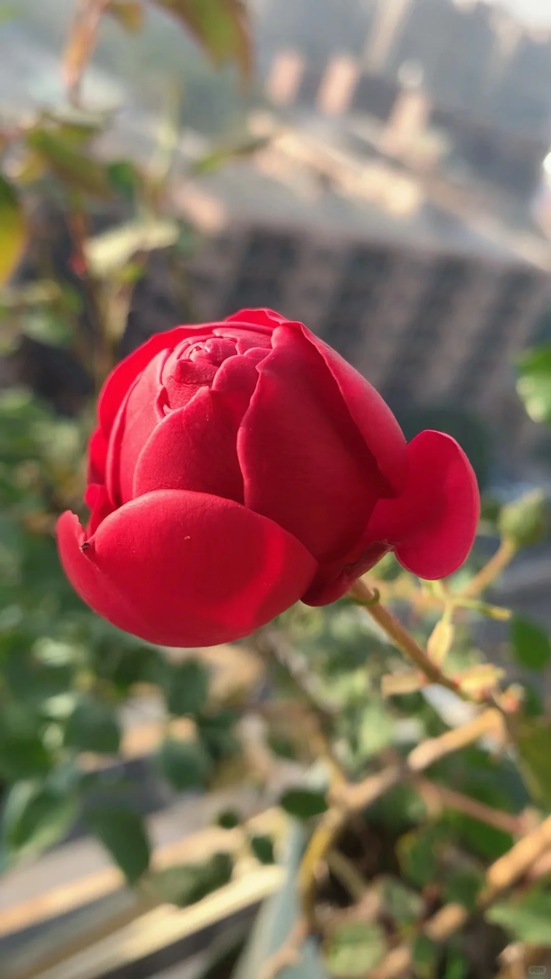 芬芳扑鼻、娇艳可人的梅子布丁