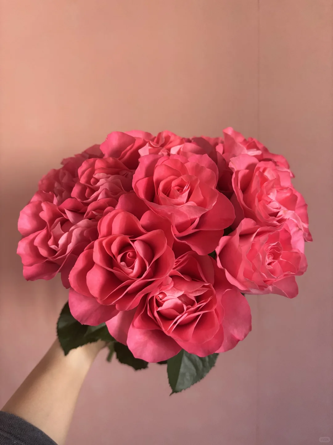 🌺玫瑰的故事1️⃣6️⃣5️⃣ 缤纷 娇艳