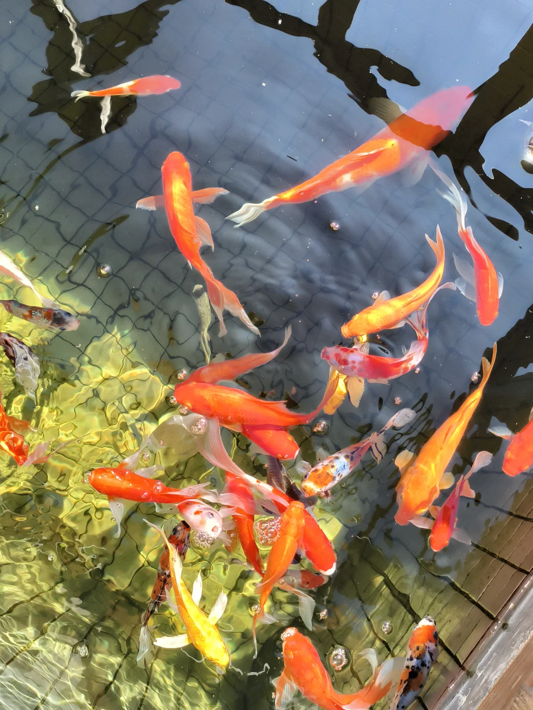 船稻现握寿司刺身&现炸天妇罗鲜到入魂！！