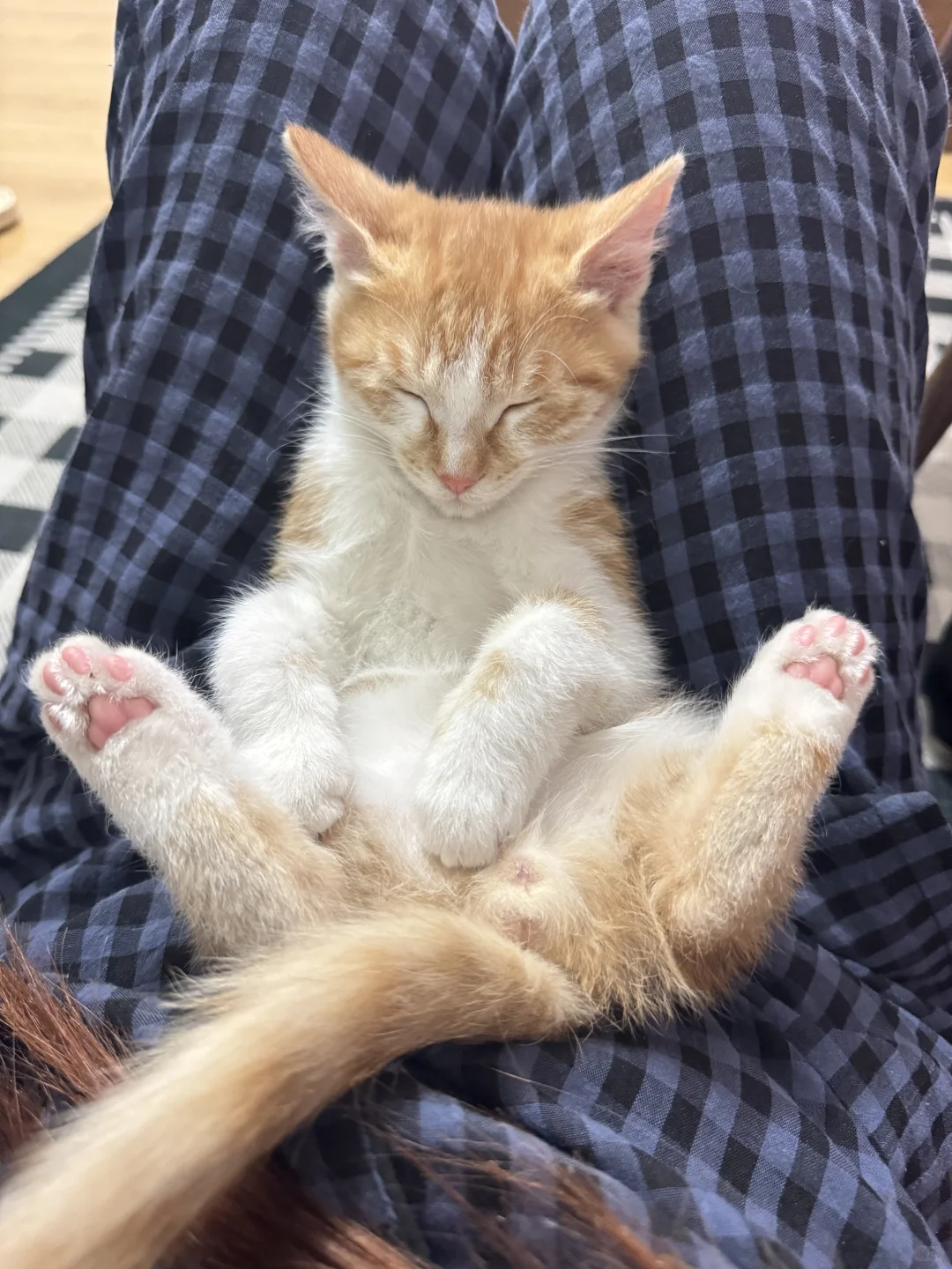 谁家小猫这么睡觉