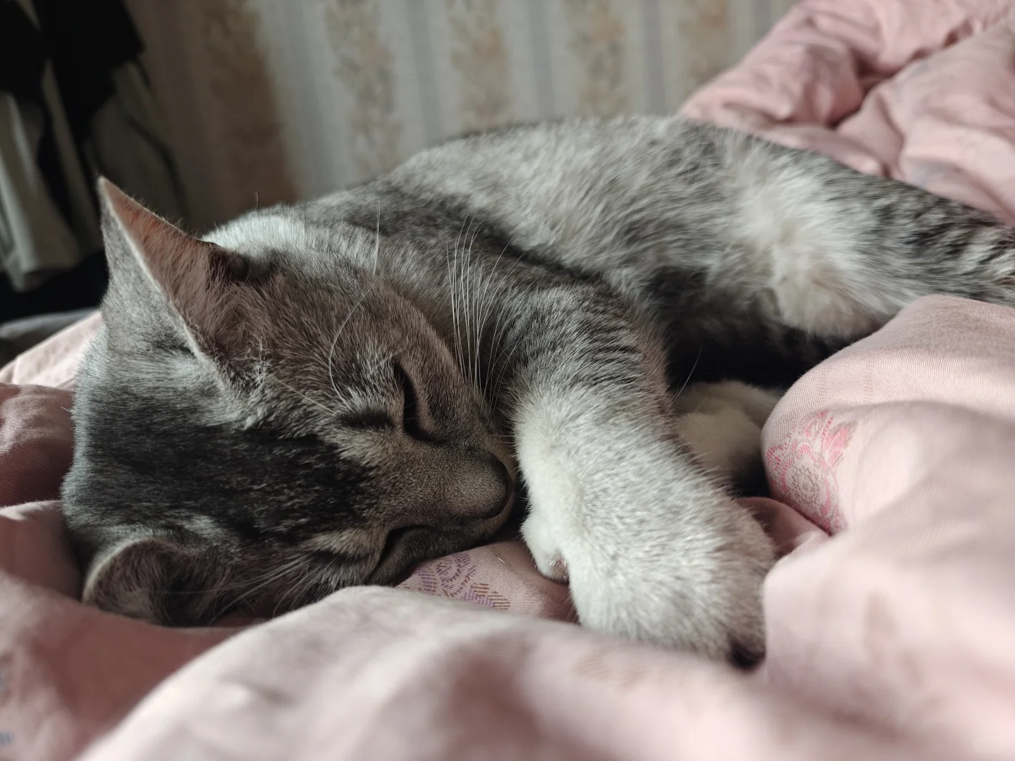 各种肉乎乎和小猪奇怪的睡姿