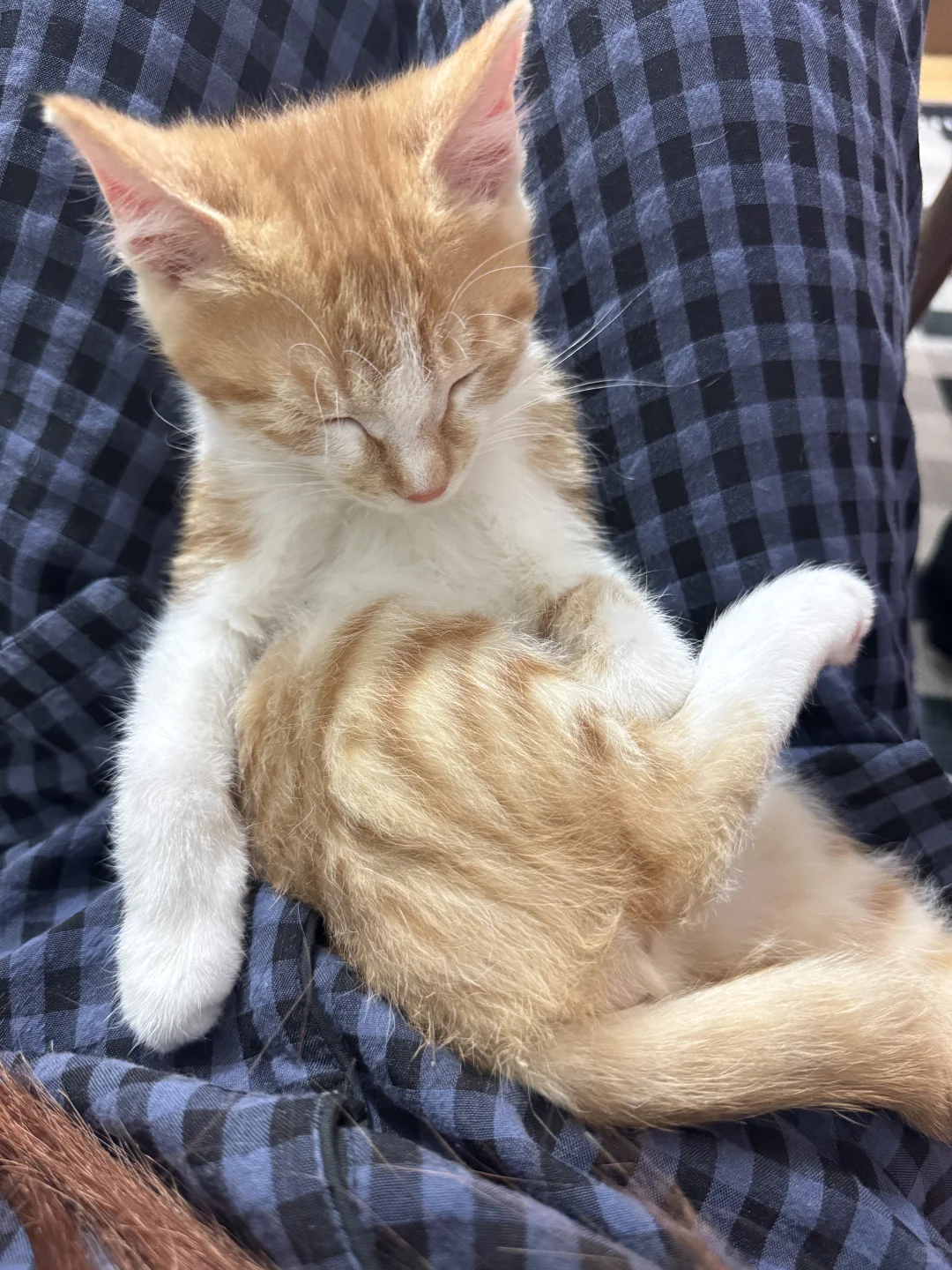 谁家小猫这么睡觉