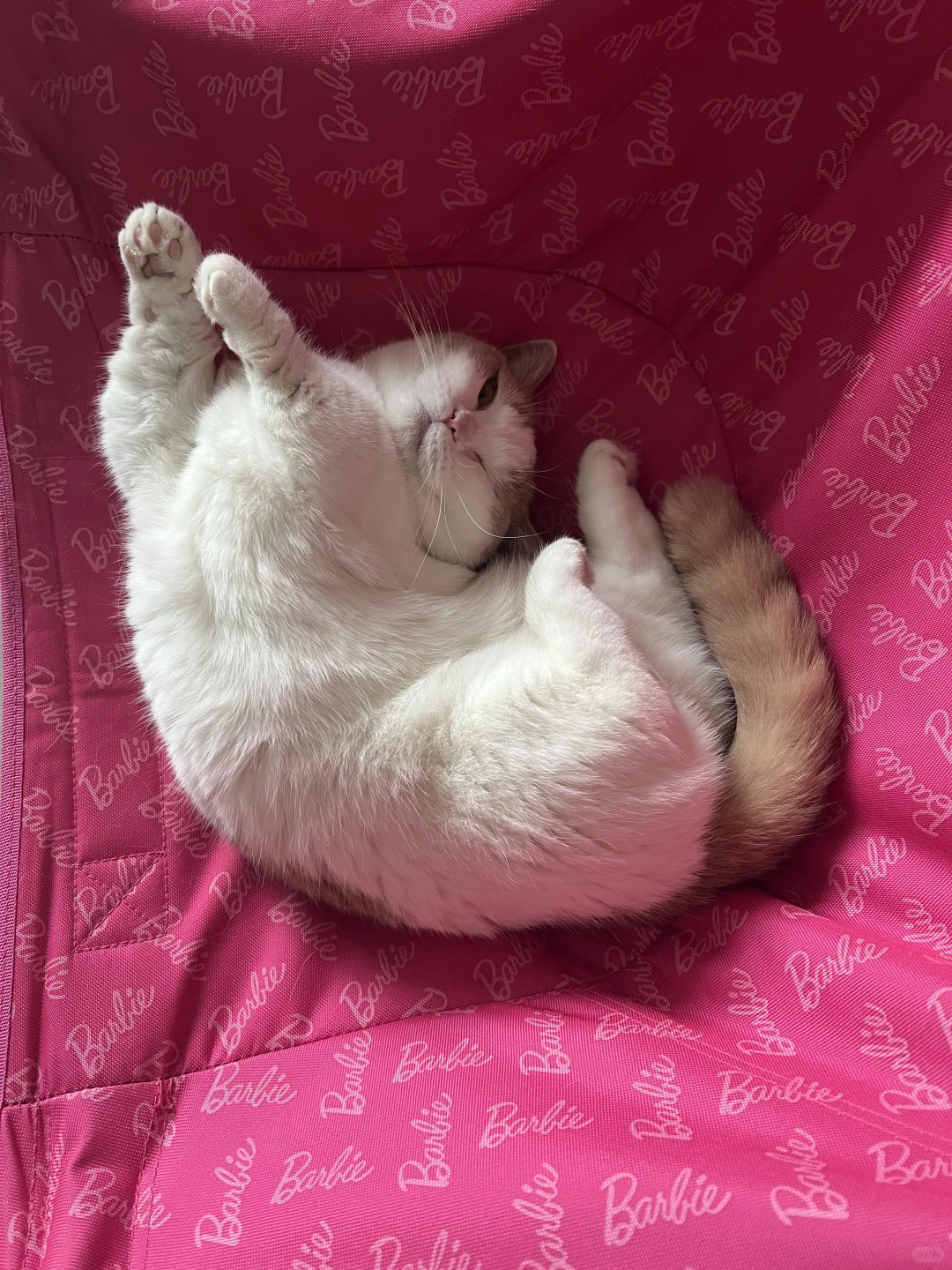 挑战全网猫咪最魔性躺姿！