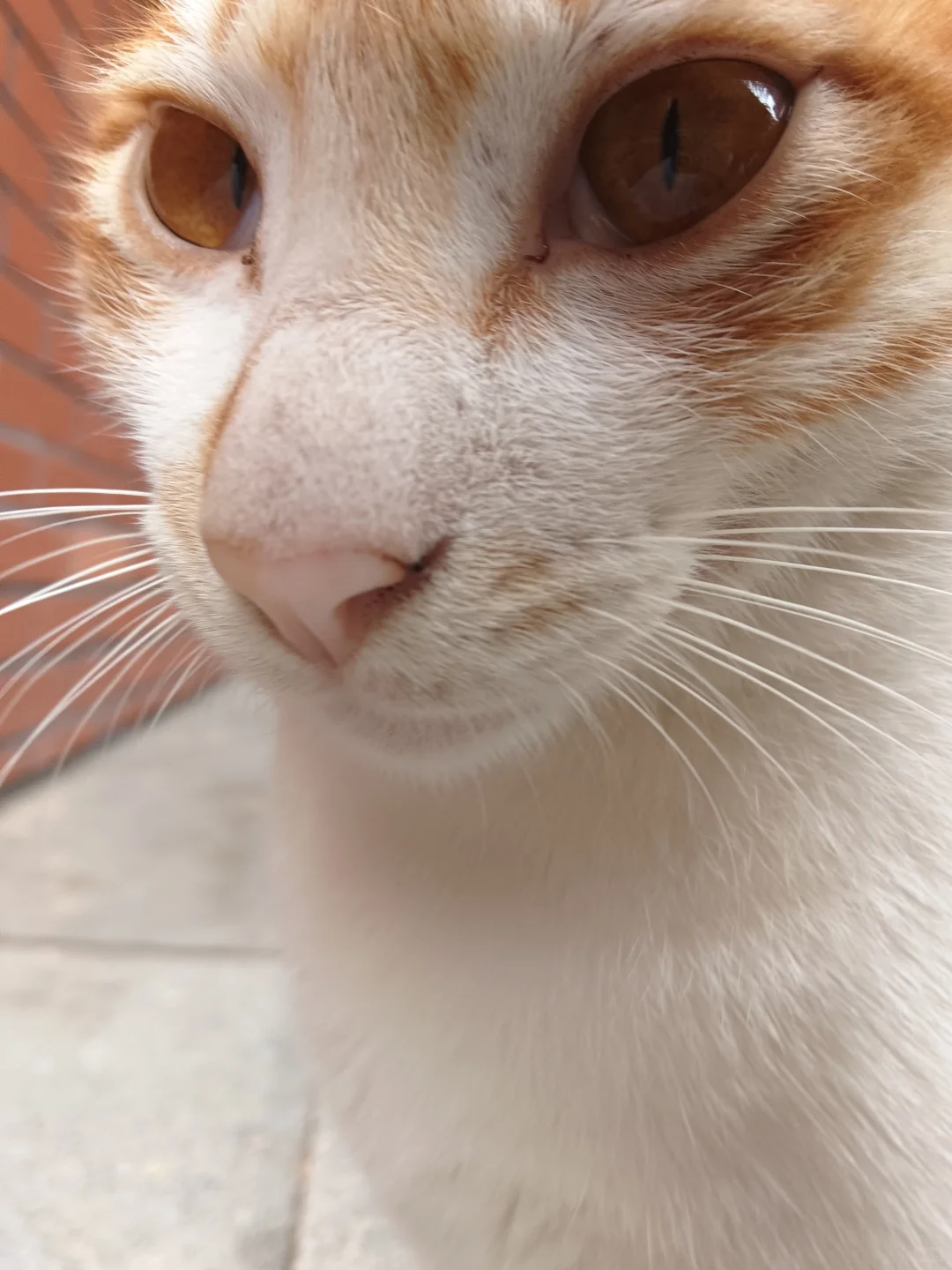 妖娆橘妈，端庄橘爸