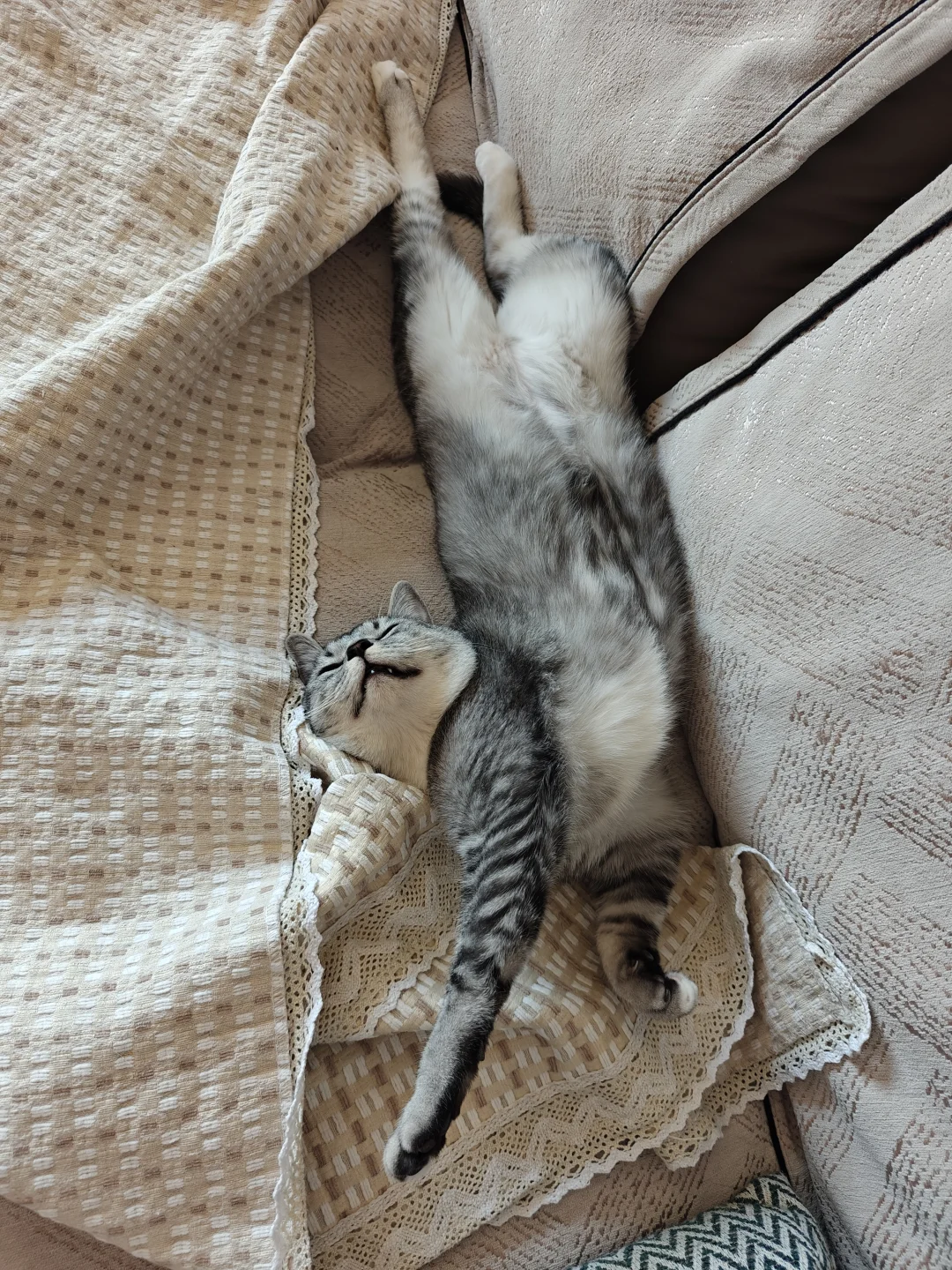 各种肉乎乎和小猪奇怪的睡姿