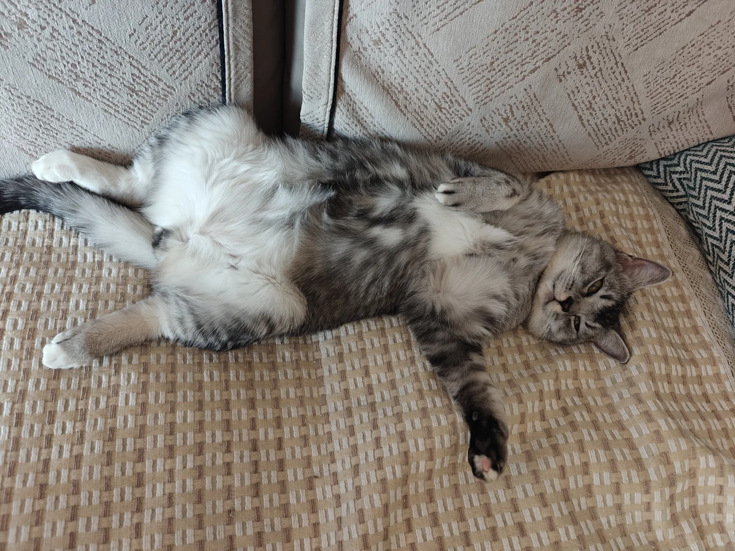 各种肉乎乎和小猪奇怪的睡姿