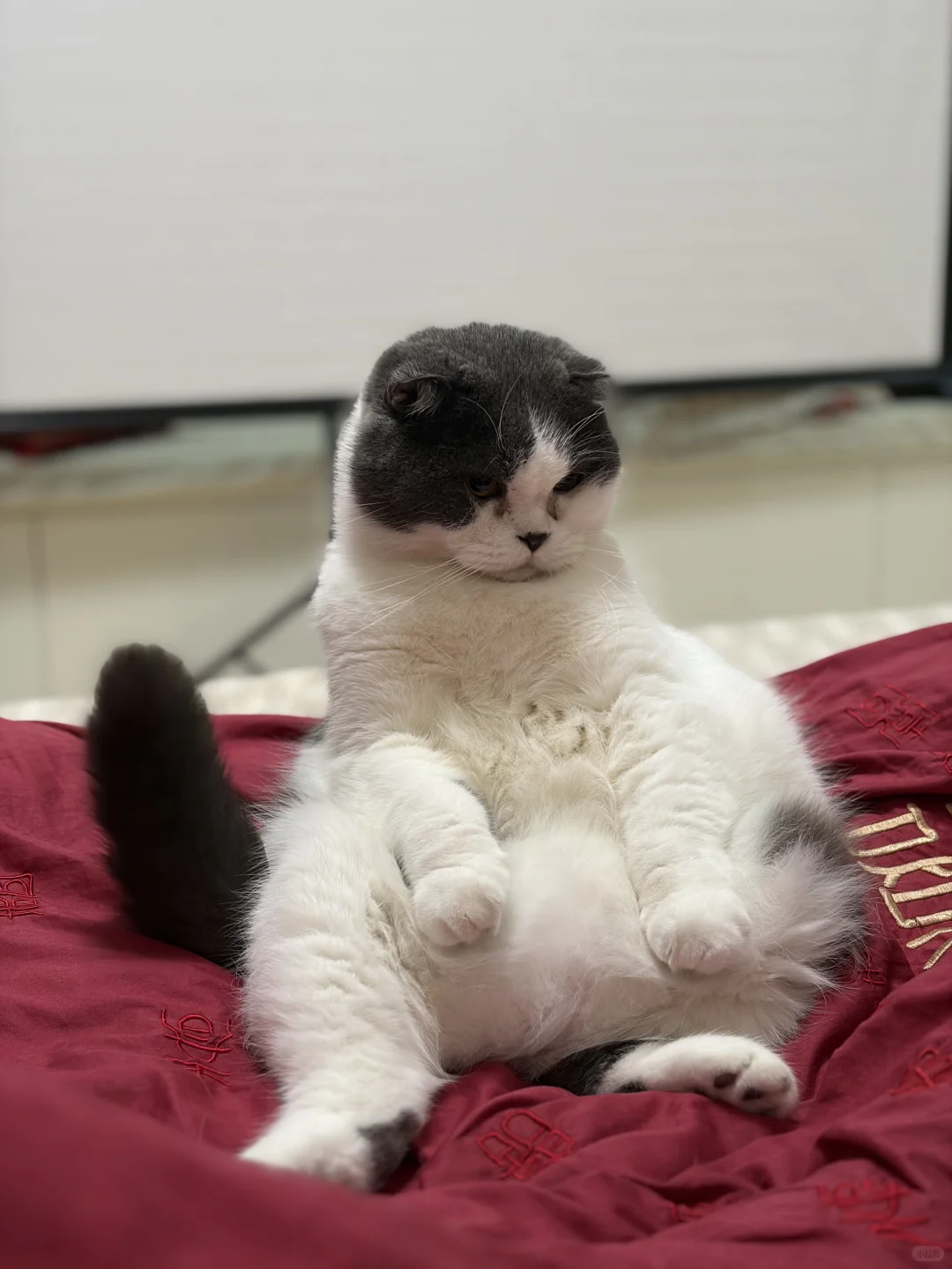 看看你家猫咪坐姿