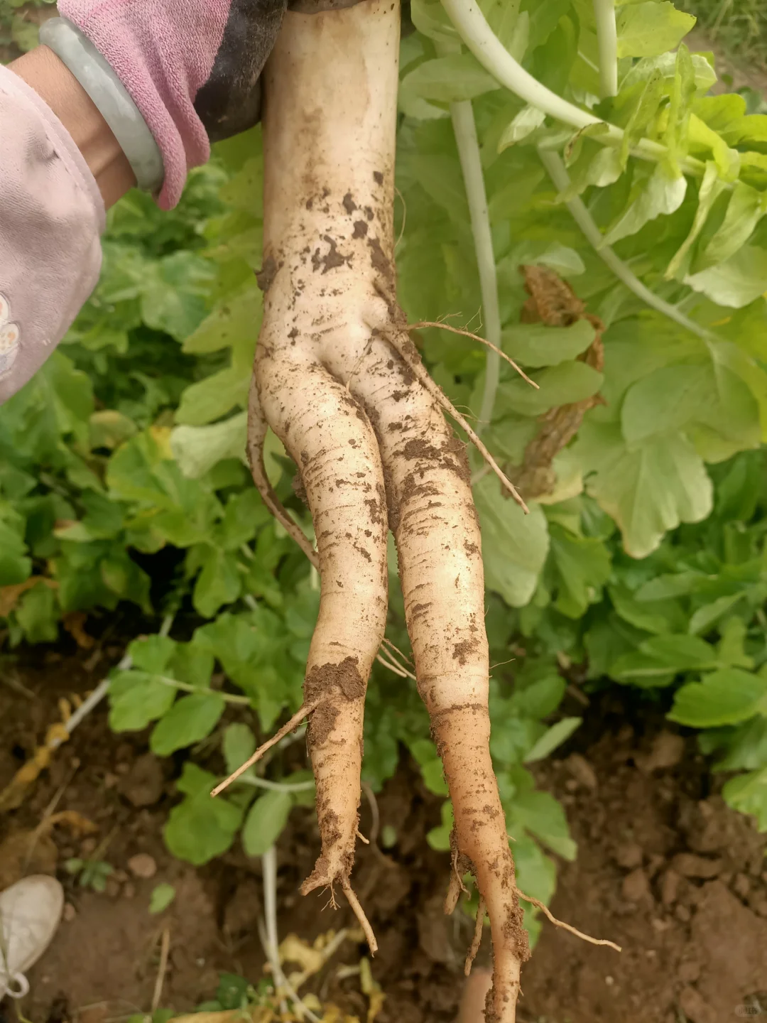 我那些妖娆的白萝卜啊！