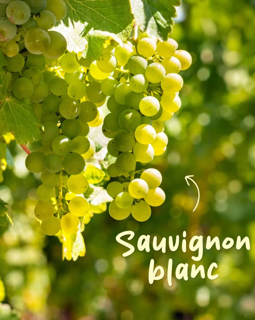 每天捡一粒葡萄🍇90｜Sauvignon Blanc