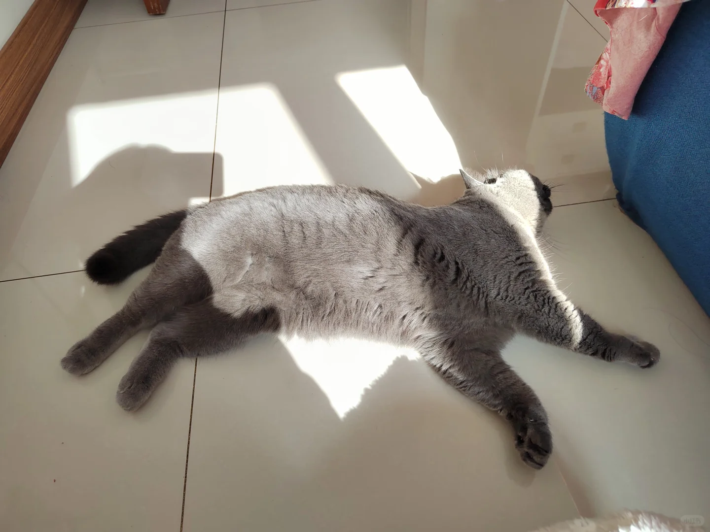 地球在旋转，小猫在睡觉💤