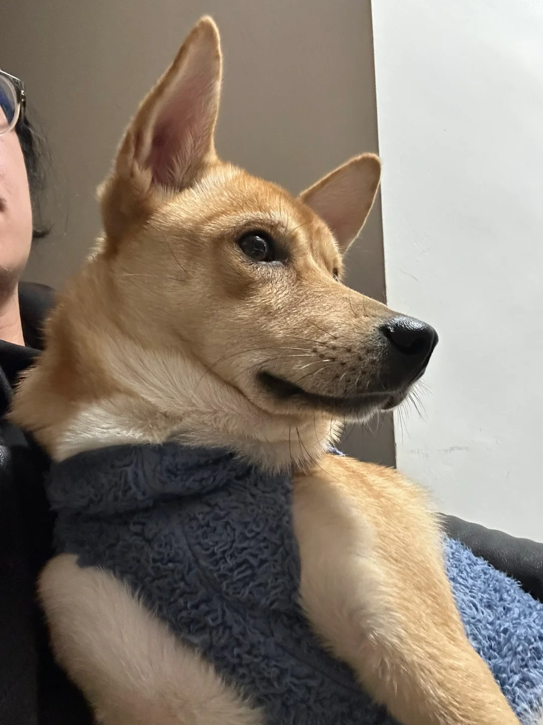 略显妖娆，像个狐狸