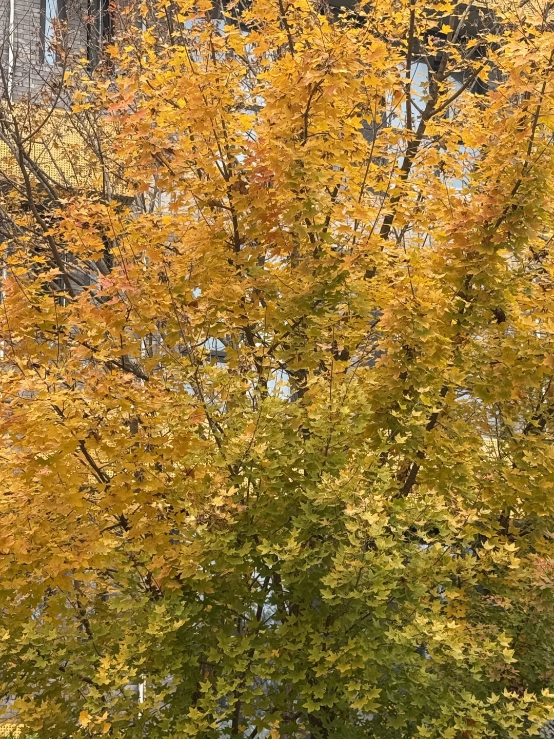 却道天凉好个秋