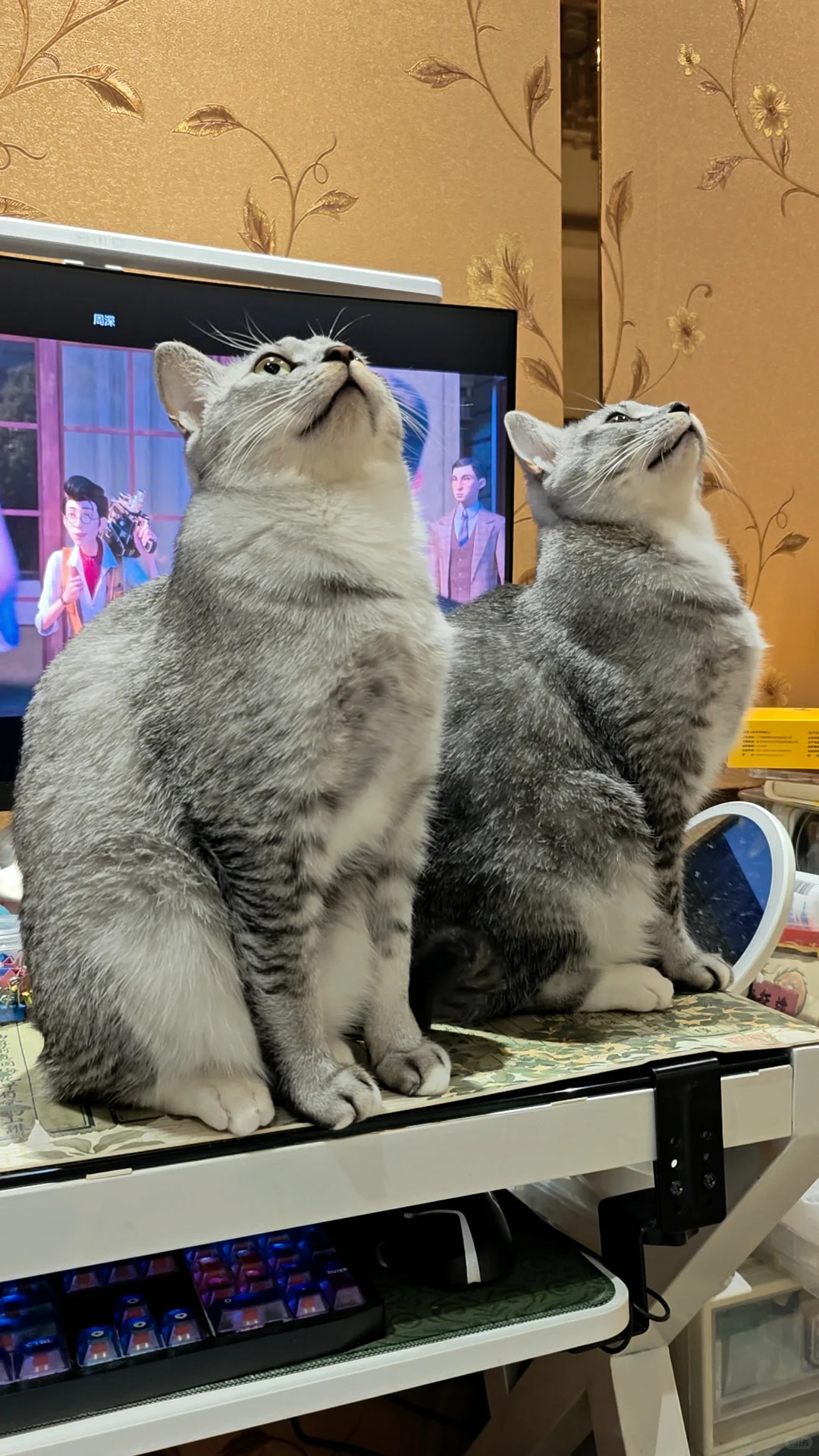 各种肉乎乎和小猪奇怪的睡姿