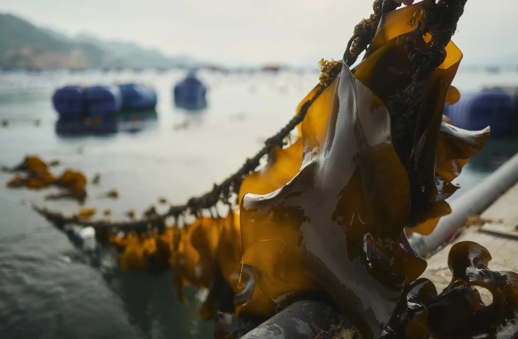 想吃海带了，赶在秋天之前