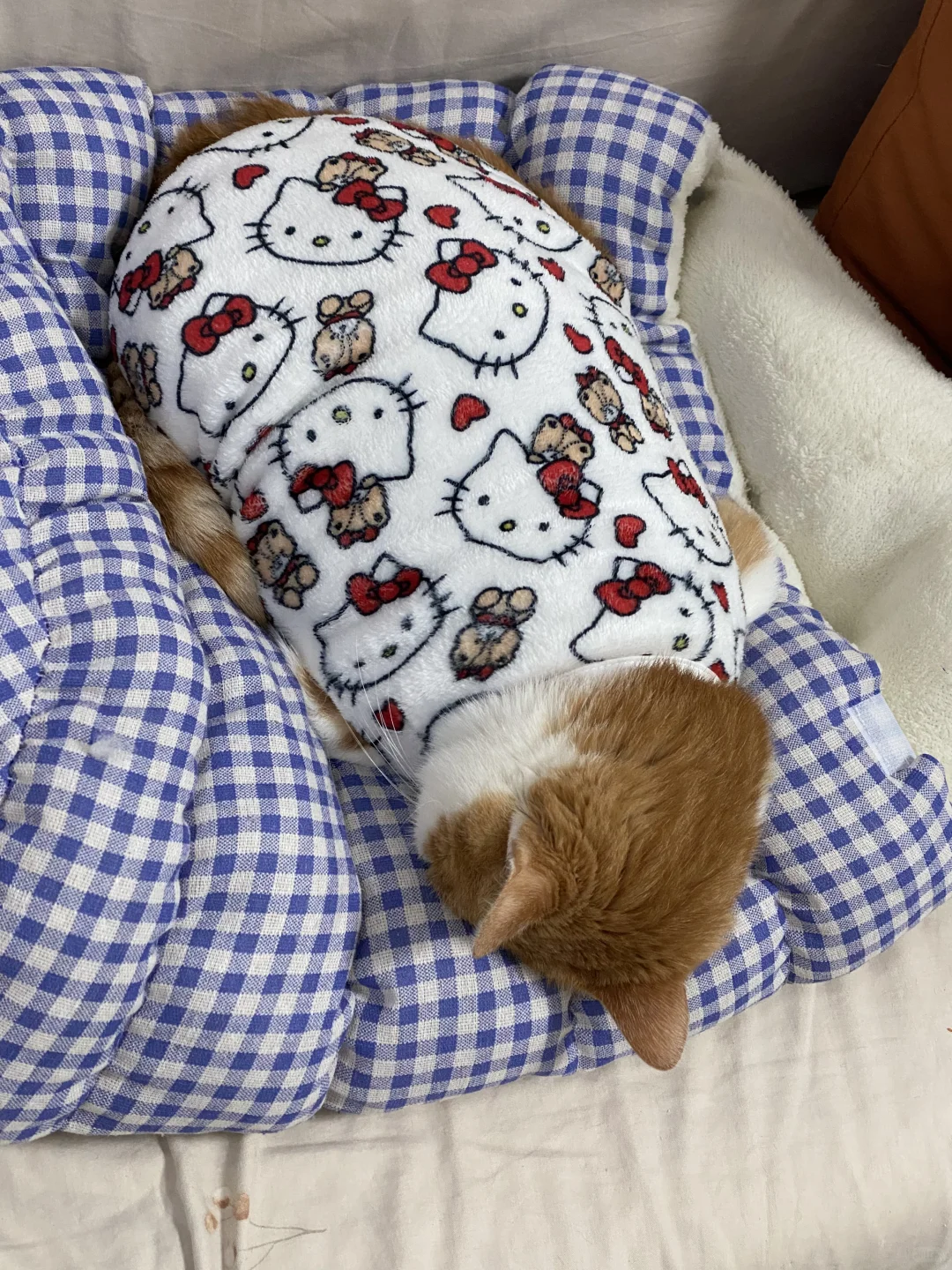 谁家好猫这样睡觉啊？