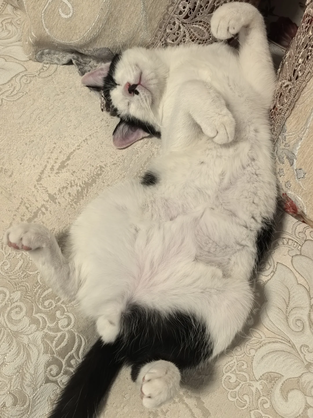 今天也有乖乖睡觉哦