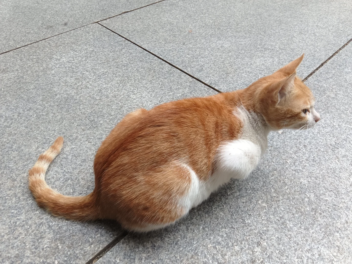 妖娆橘妈，端庄橘爸