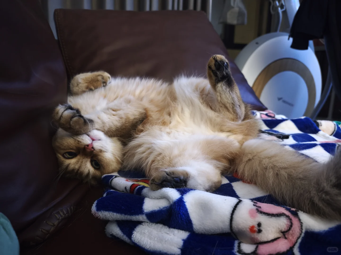 睡姿妖娆的猫猫