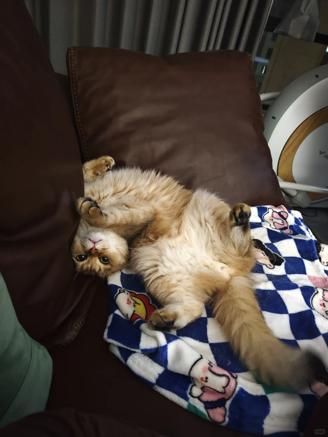 睡姿妖娆的猫猫