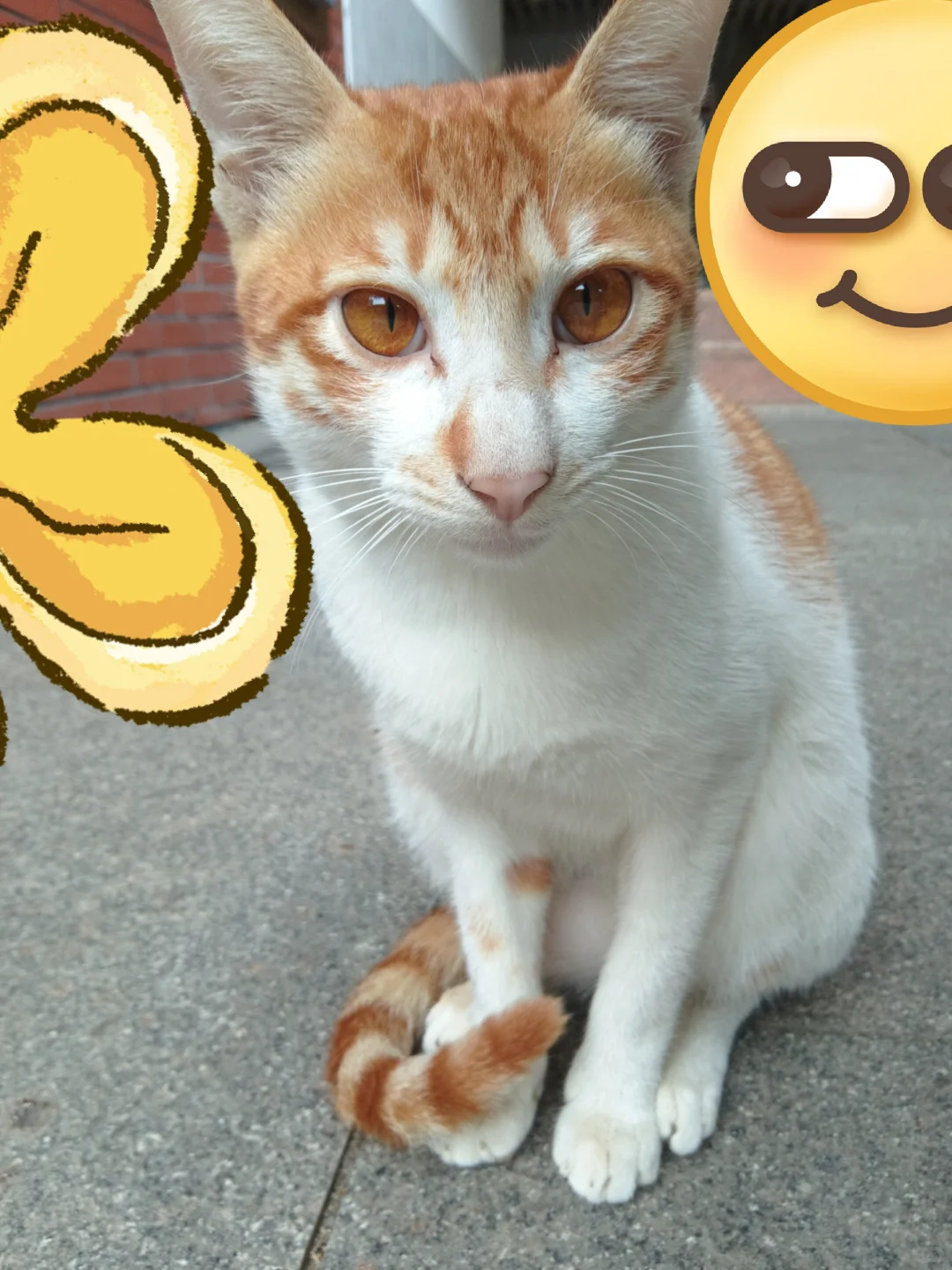 妖娆橘妈，端庄橘爸