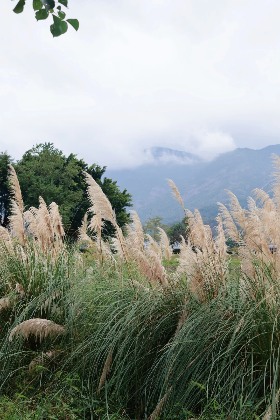 福州/陪拍｜阴天的芦苇📷