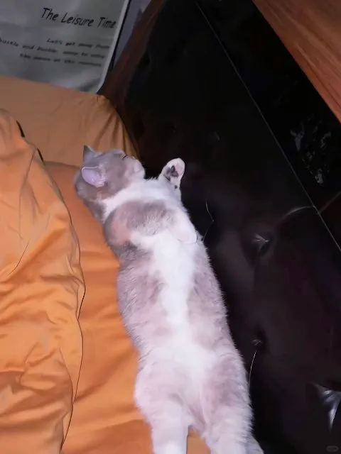 舒舒服服睡到自然醒的喵喵～