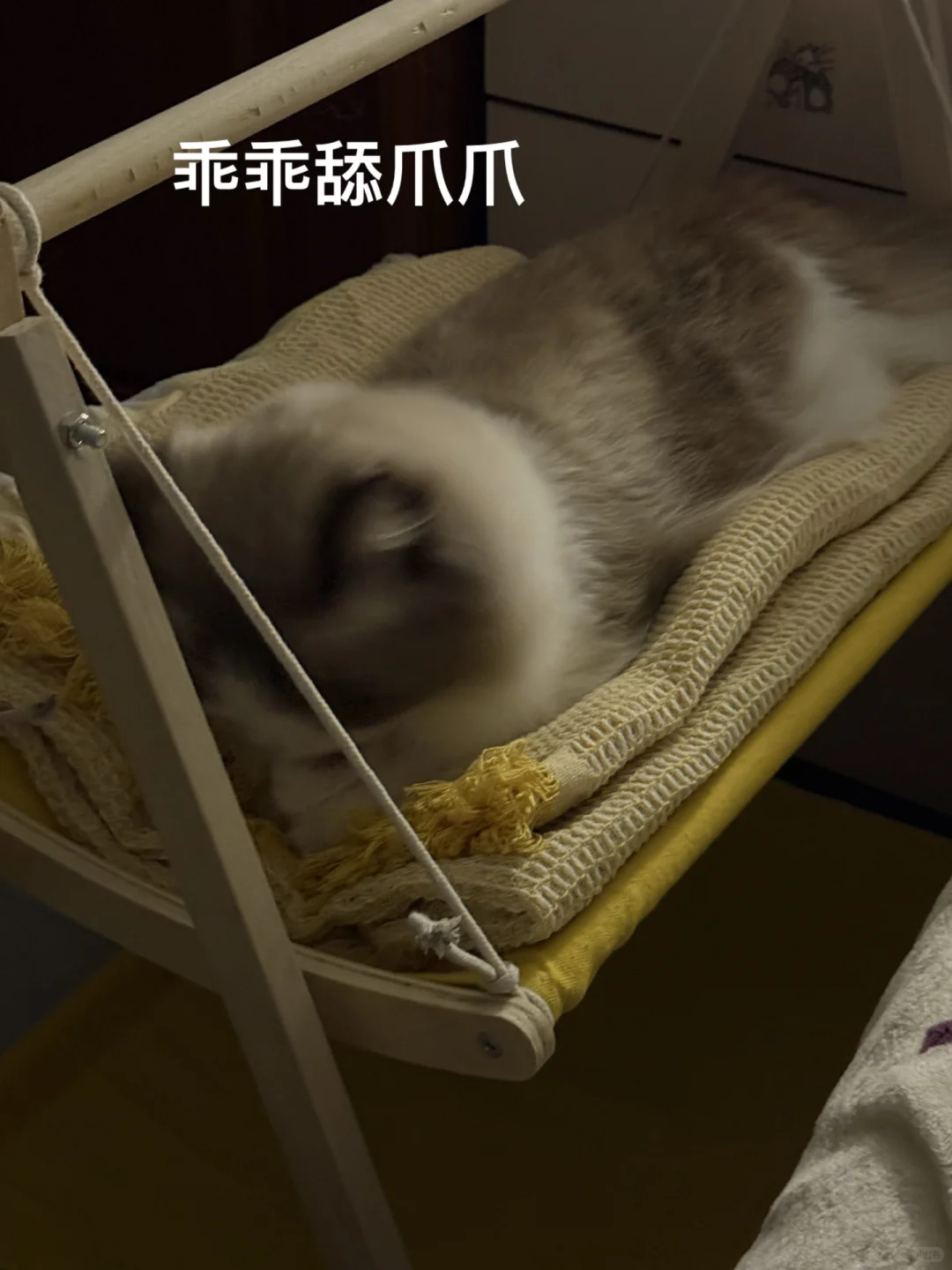 黏人的布偶猫🥰