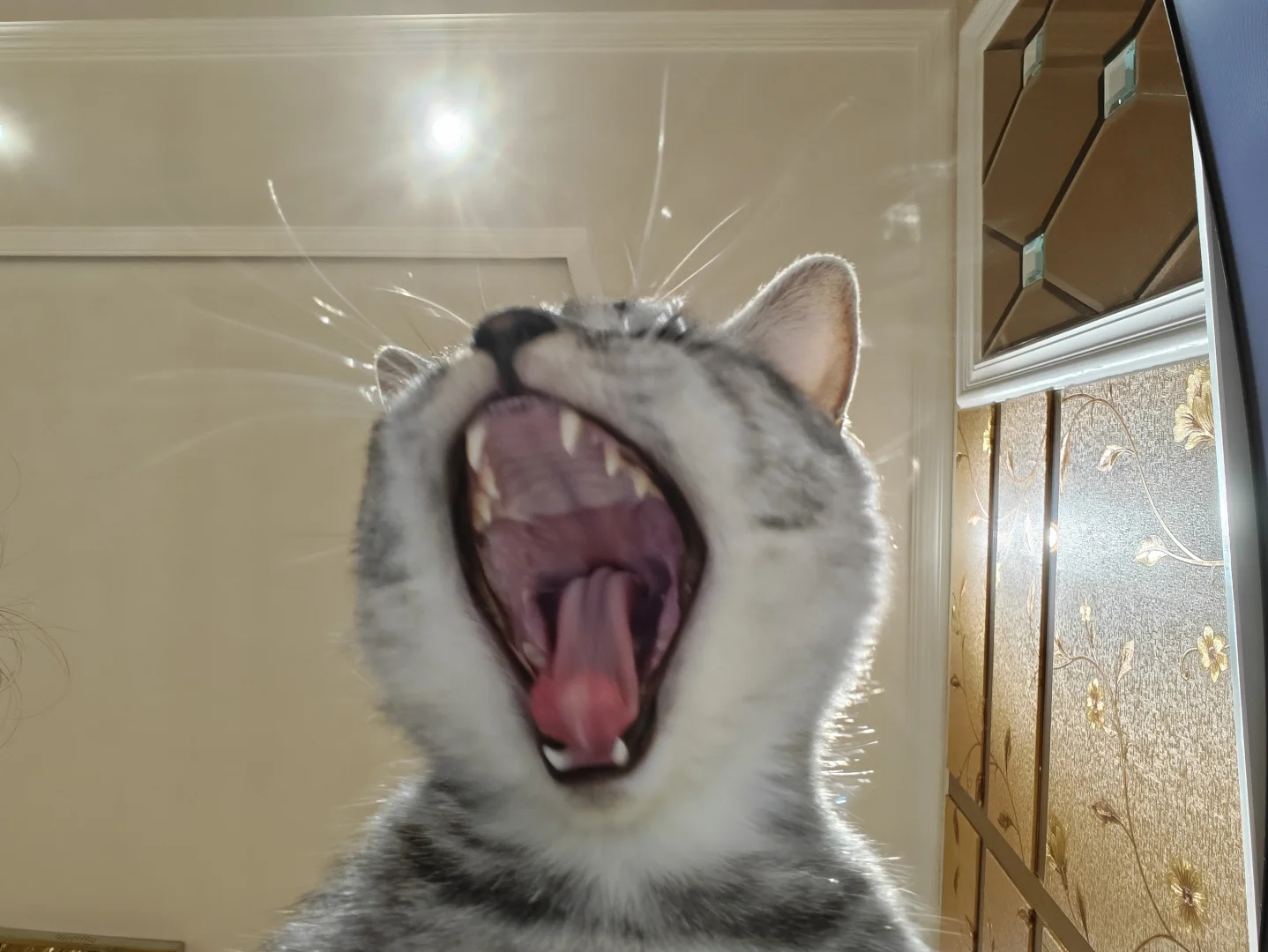 各种肉乎乎和小猪奇怪的睡姿