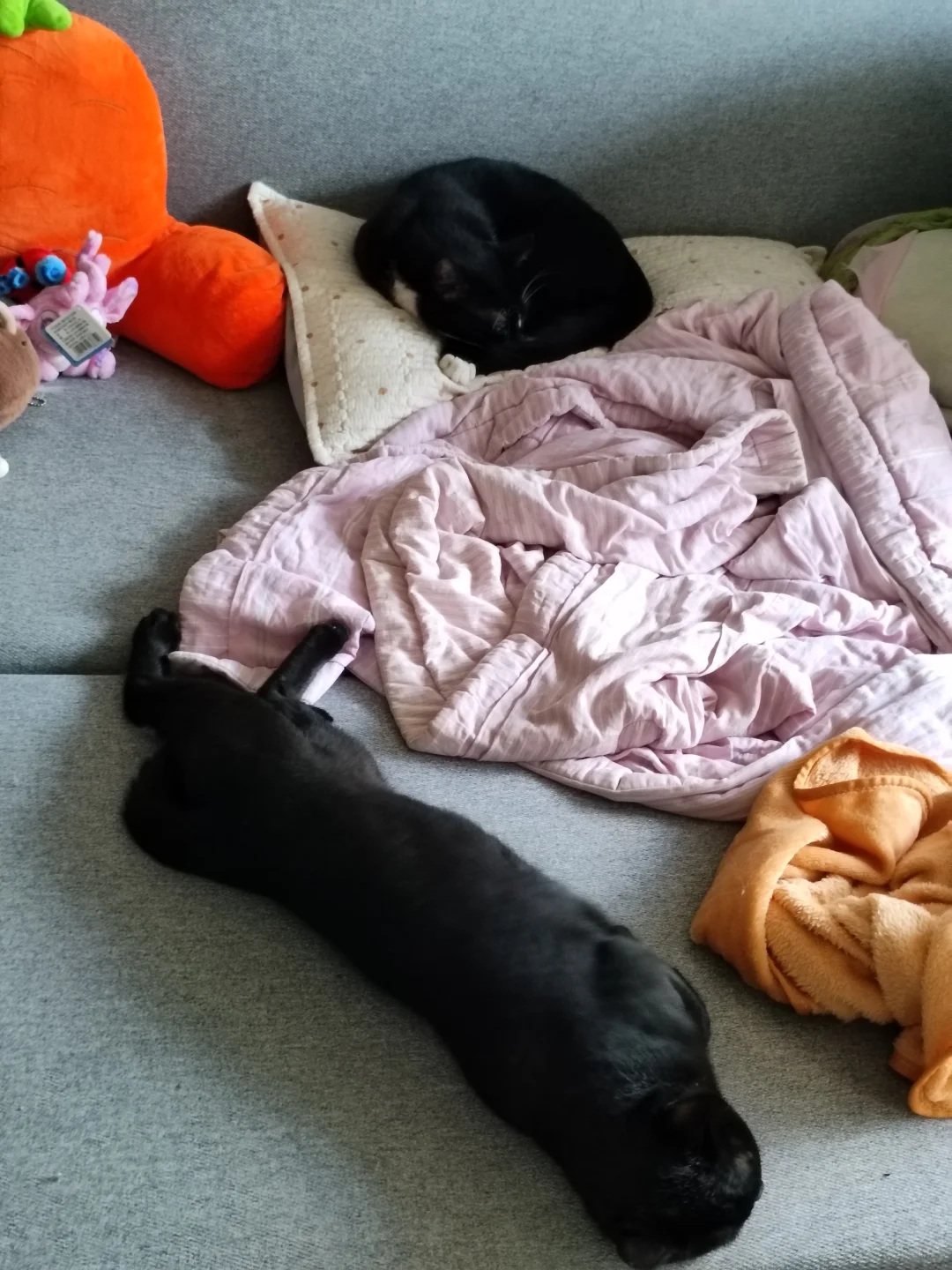 睡姿体现拉屎形状