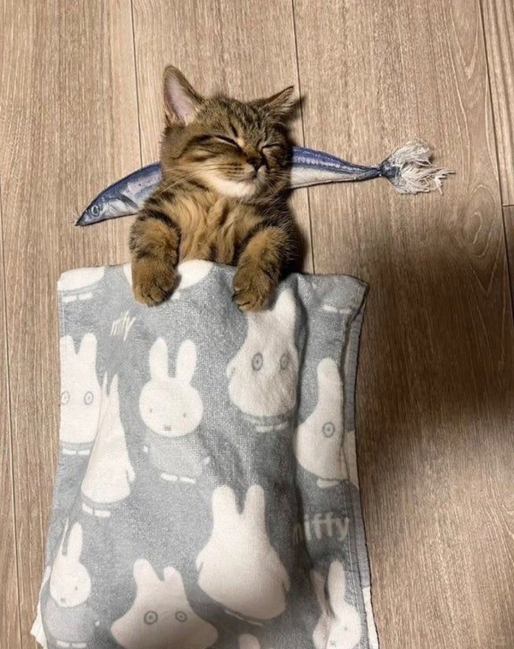 咪在梦里很想人！