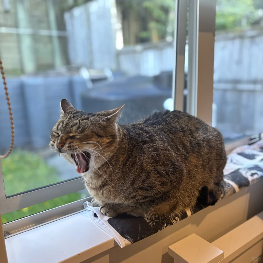 日渐丰腴🐱